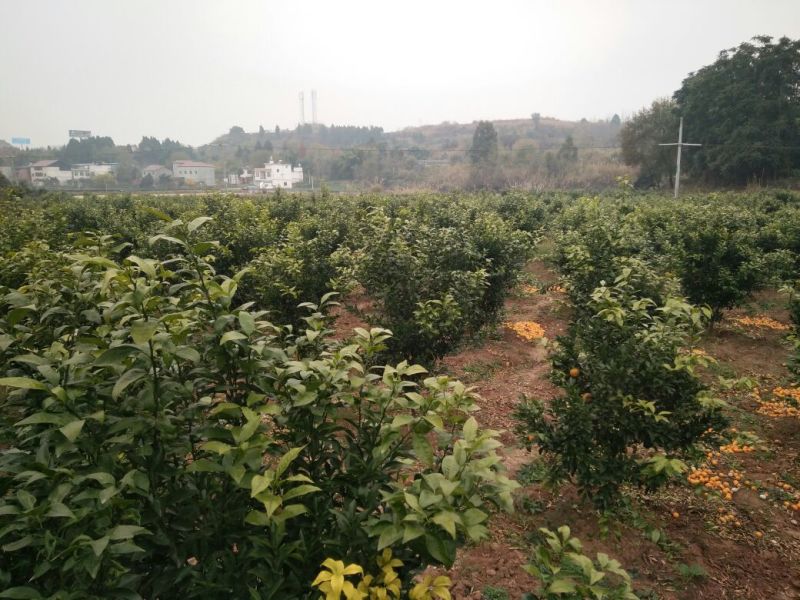 爱媛38号枝条品质保证签合同出售