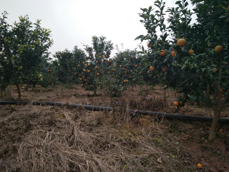 爱媛38号枝条品质保证签合同出售