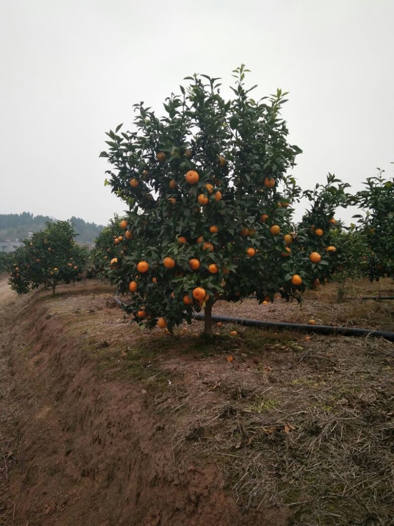 爱媛38号枝条品质保证签合同出售