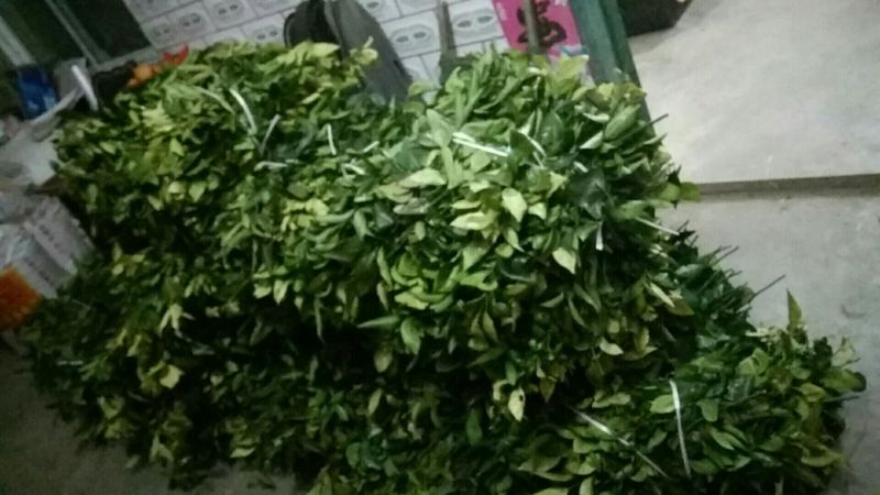 爱媛38号枝条品质保证签合同出售