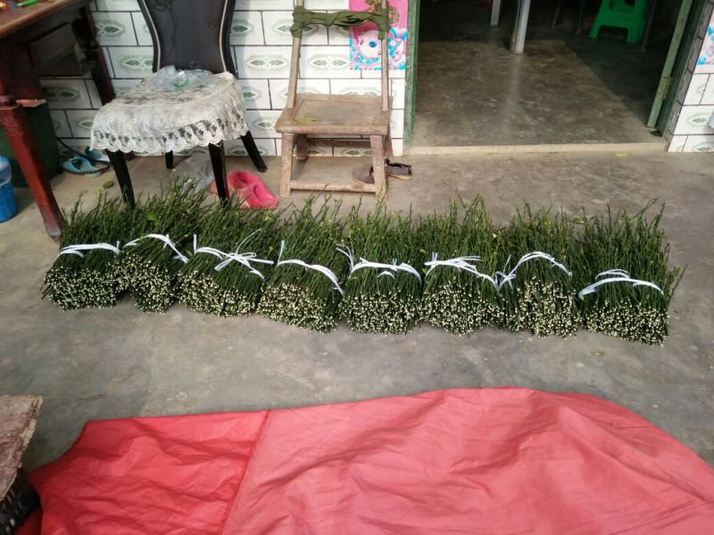 爱媛38号枝条品质保证签合同出售