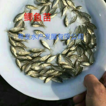 鲫鱼苗