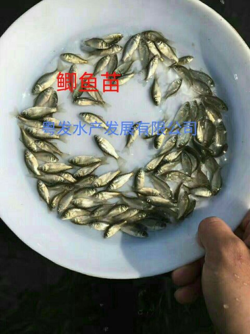 鲫鱼苗