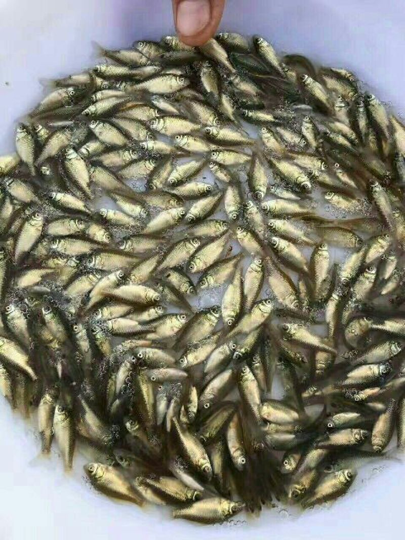 鲫鱼苗