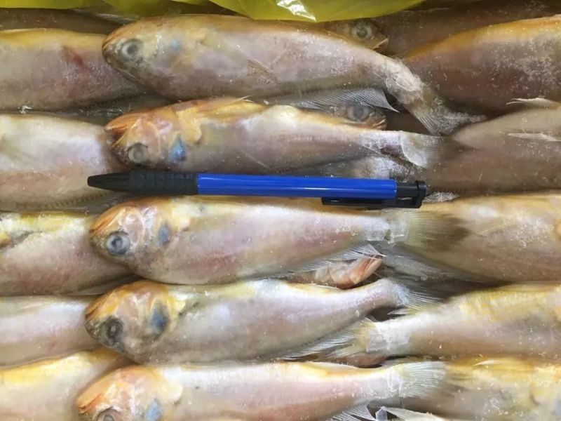 小黄鱼食用