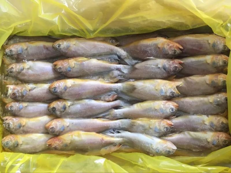 小黄鱼食用