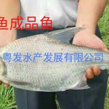 鳊鱼10cm以下鱼苗活鱼