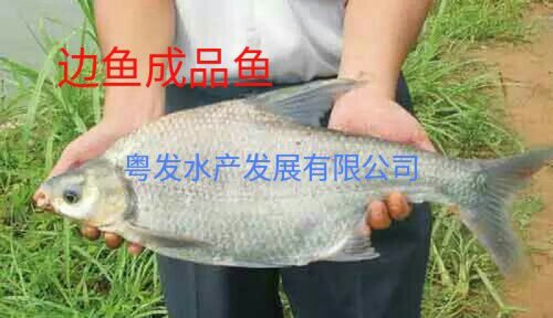 鳊鱼10cm以下鱼苗活鱼