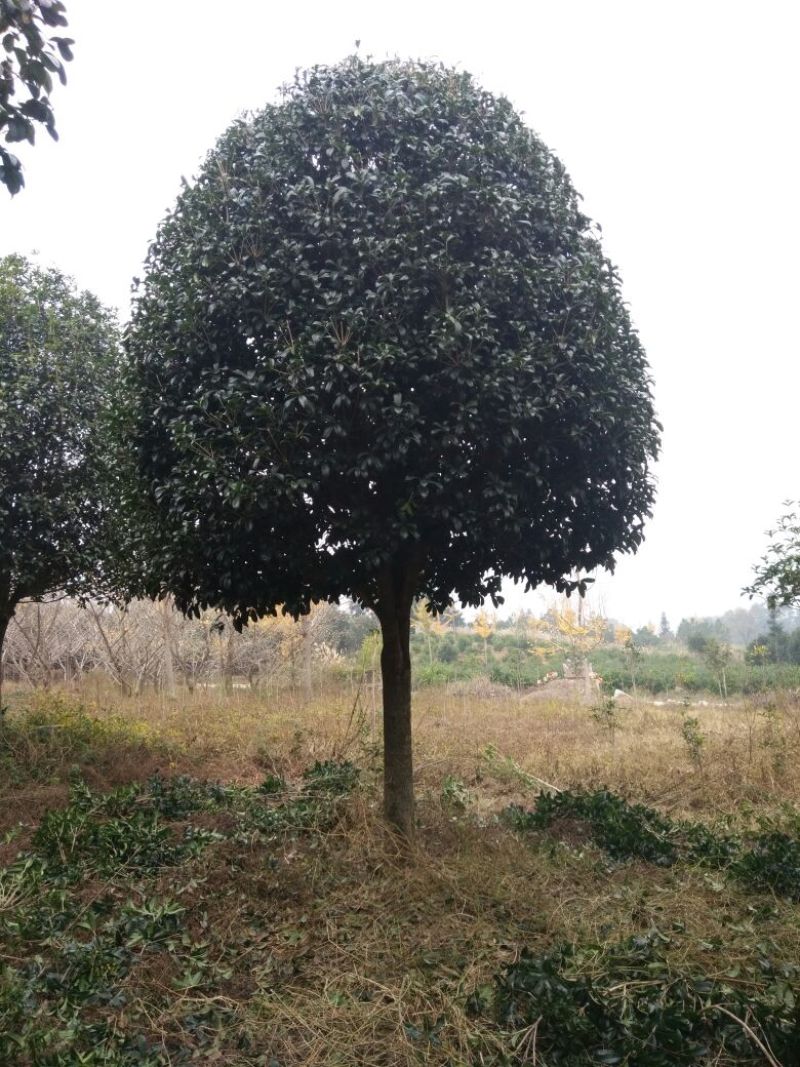 桂花树18~20cm4米以上3米以上