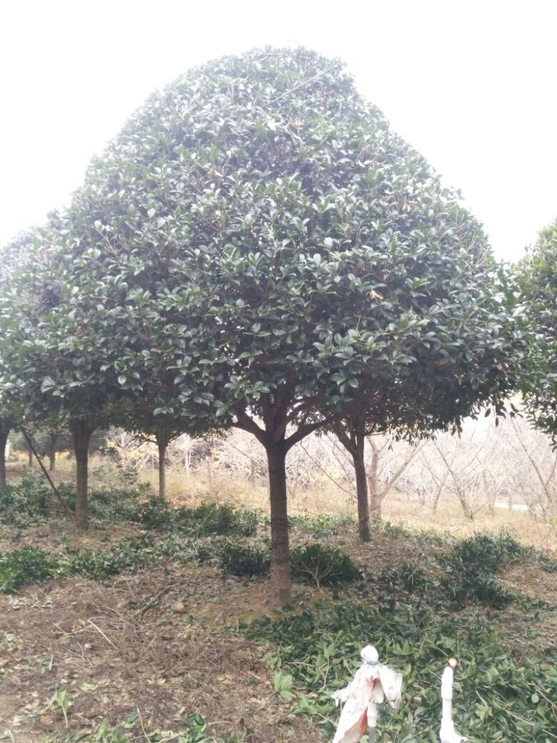 桂花树18~20cm4米以上3米以上