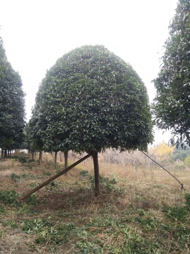 桂花树18~20cm4米以上3米以上
