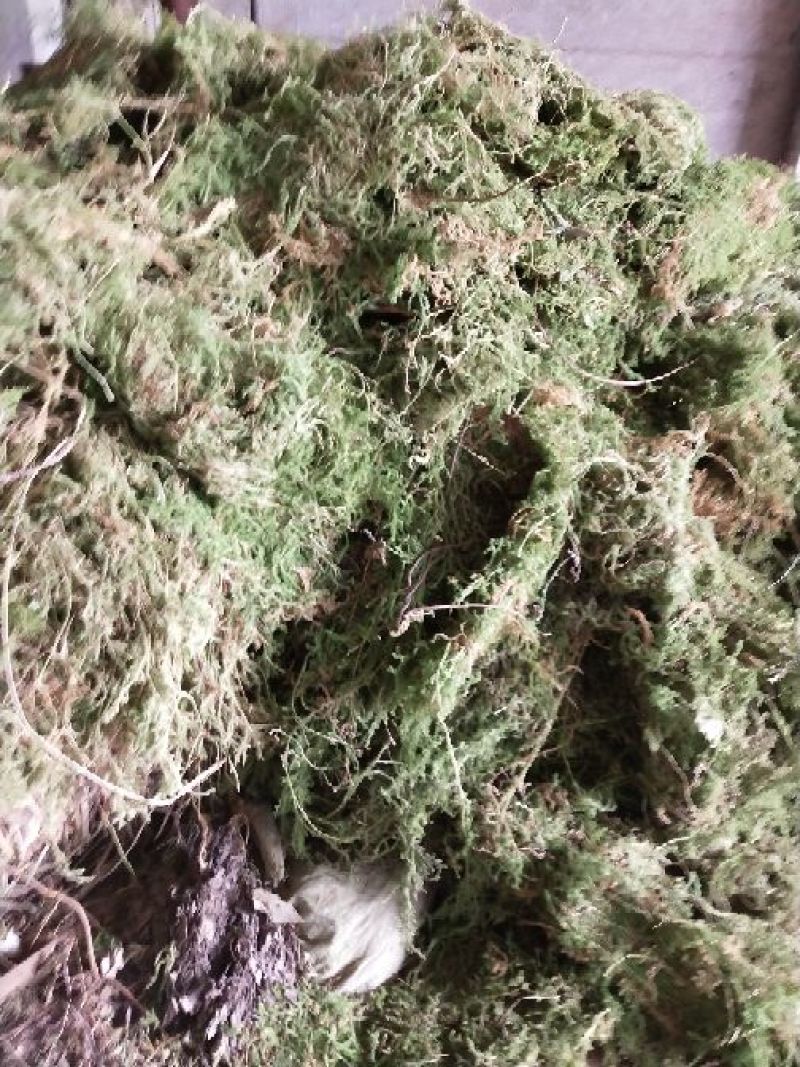 伸筋草