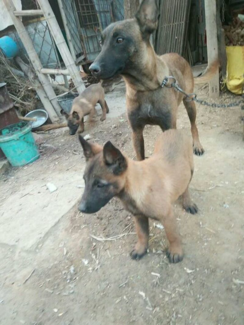 马犬公