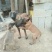 马犬公