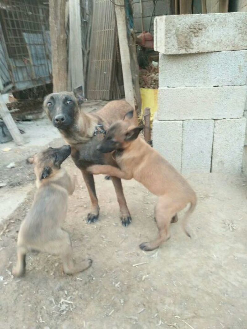 马犬公