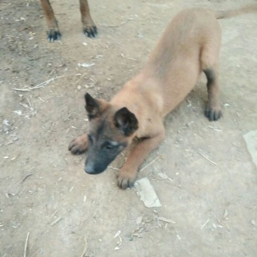 马犬公