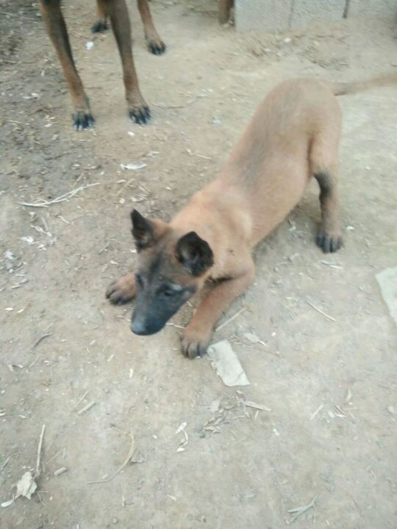 马犬公