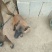 马犬公