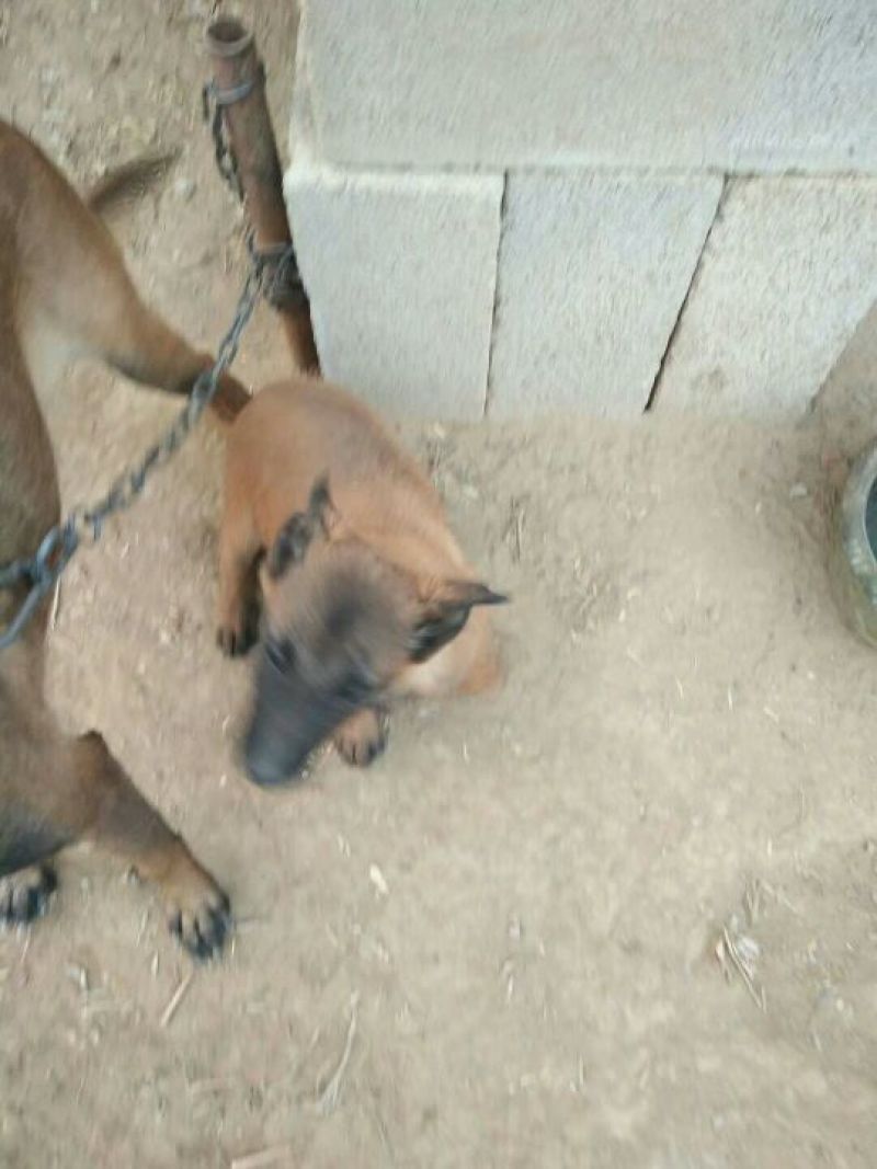 马犬公
