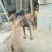 马犬公