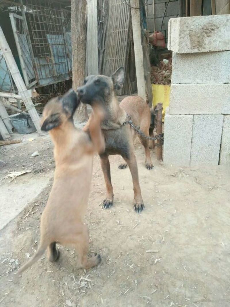 马犬公