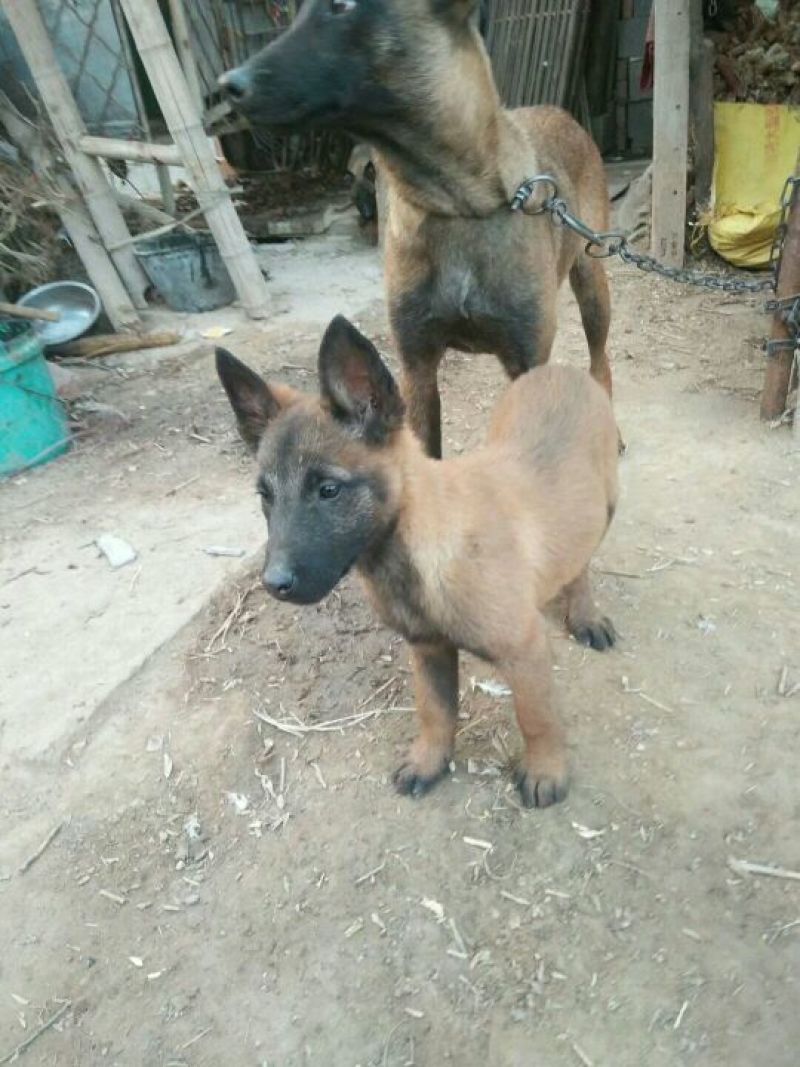 马犬公