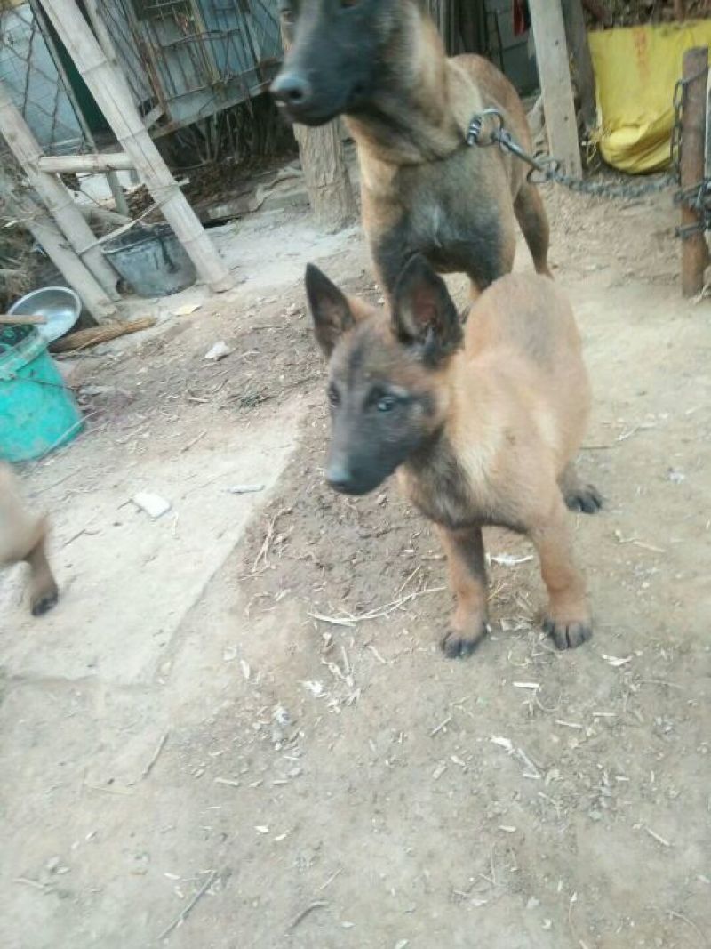马犬公
