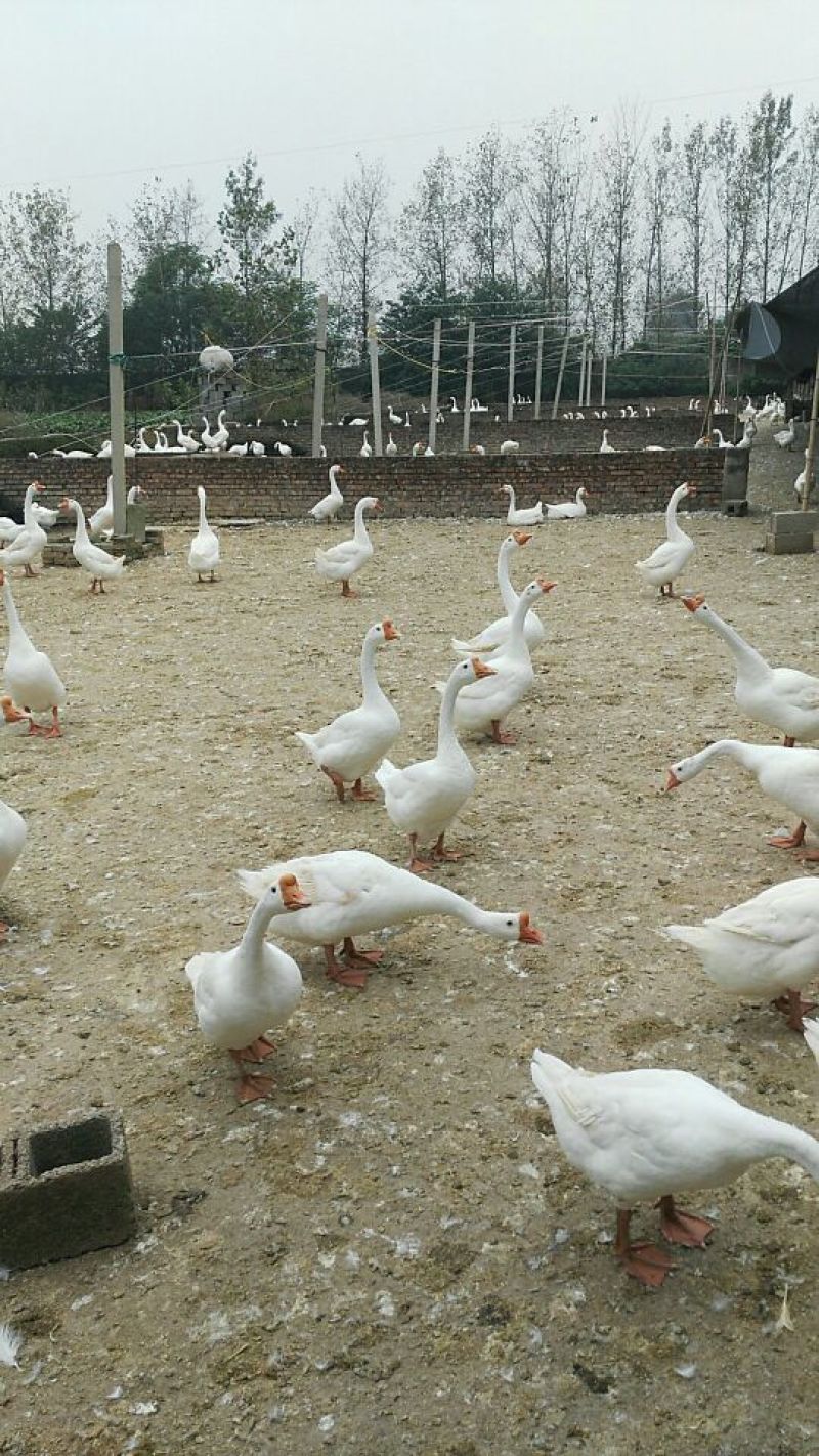 白鹅浙东白鹅（公鹅）