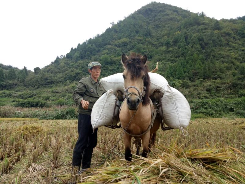 肉马300~400kg