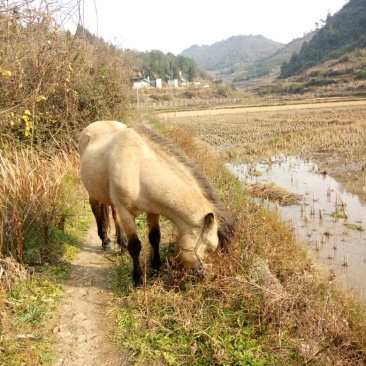 肉马300~400kg