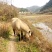 肉马300~400kg