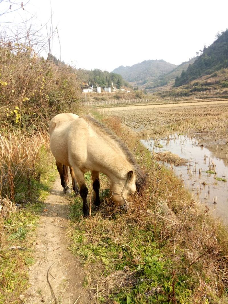 肉马300~400kg