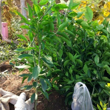 春见苗30~50cm