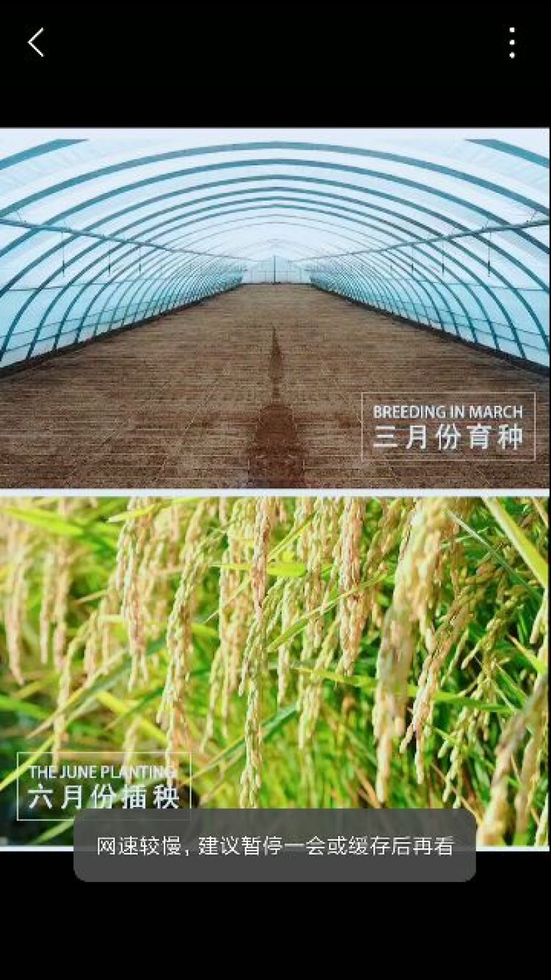 东北大米一级新米