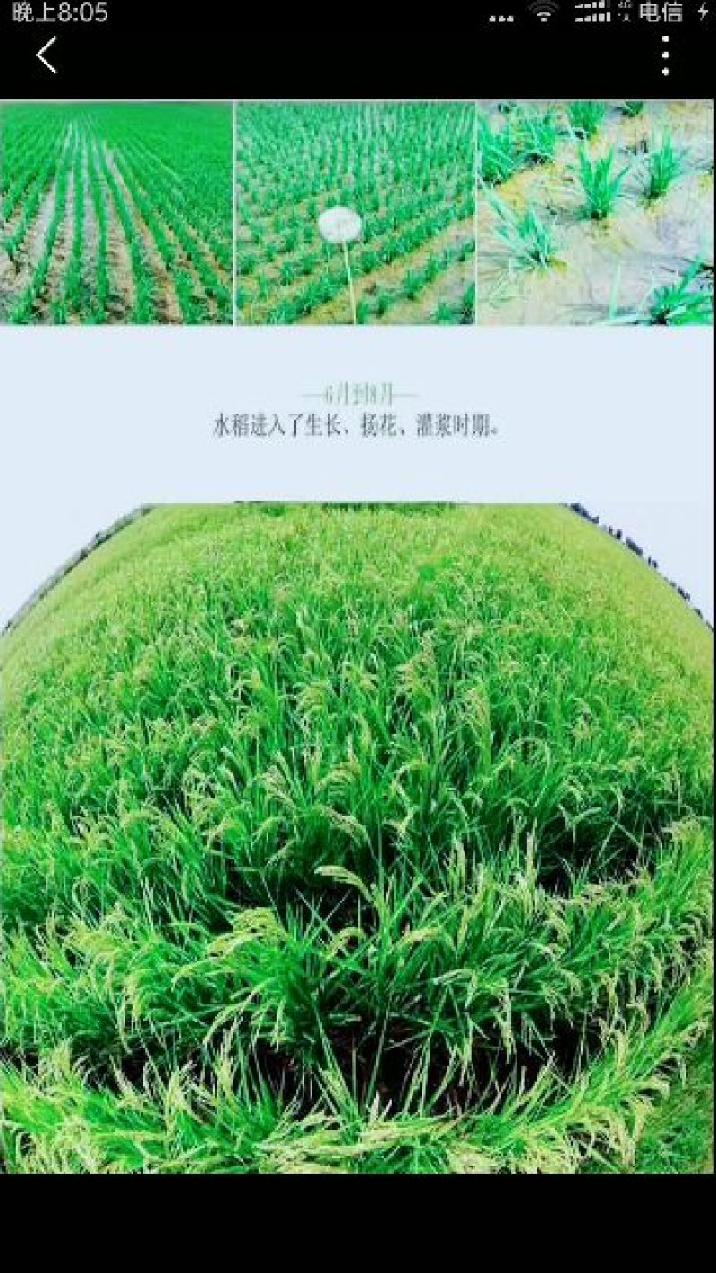 东北大米一级新米