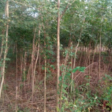 攀枝花各种蓝花楹5~8m产地直发确保一手货源