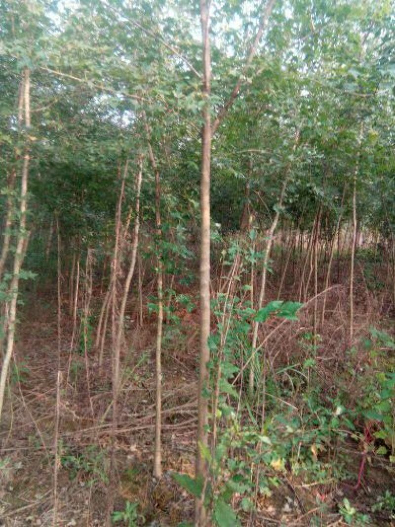 攀枝花各种蓝花楹5~8m产地直发确保一手货源