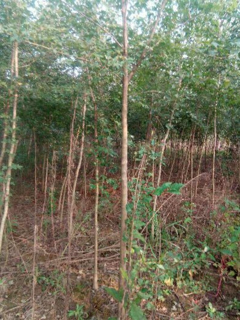 攀枝花各种蓝花楹5~8m产地直发确保一手货源
