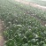 黑叶菠菜20~25厘米