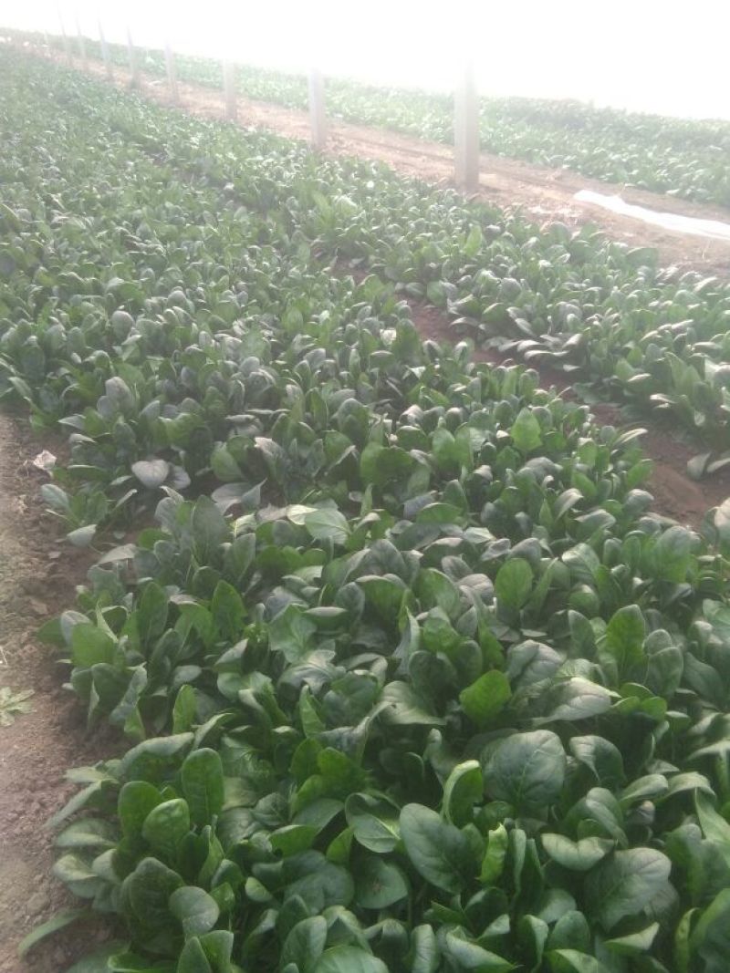 黑叶菠菜20~25厘米