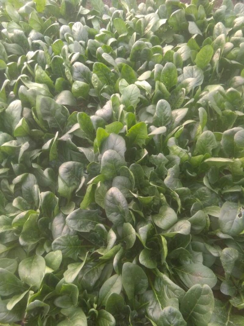 黑叶菠菜20~25厘米