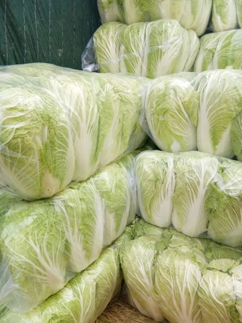 陕西，义和秋大白菜只做最好，4-6斤，精品包装大量货源