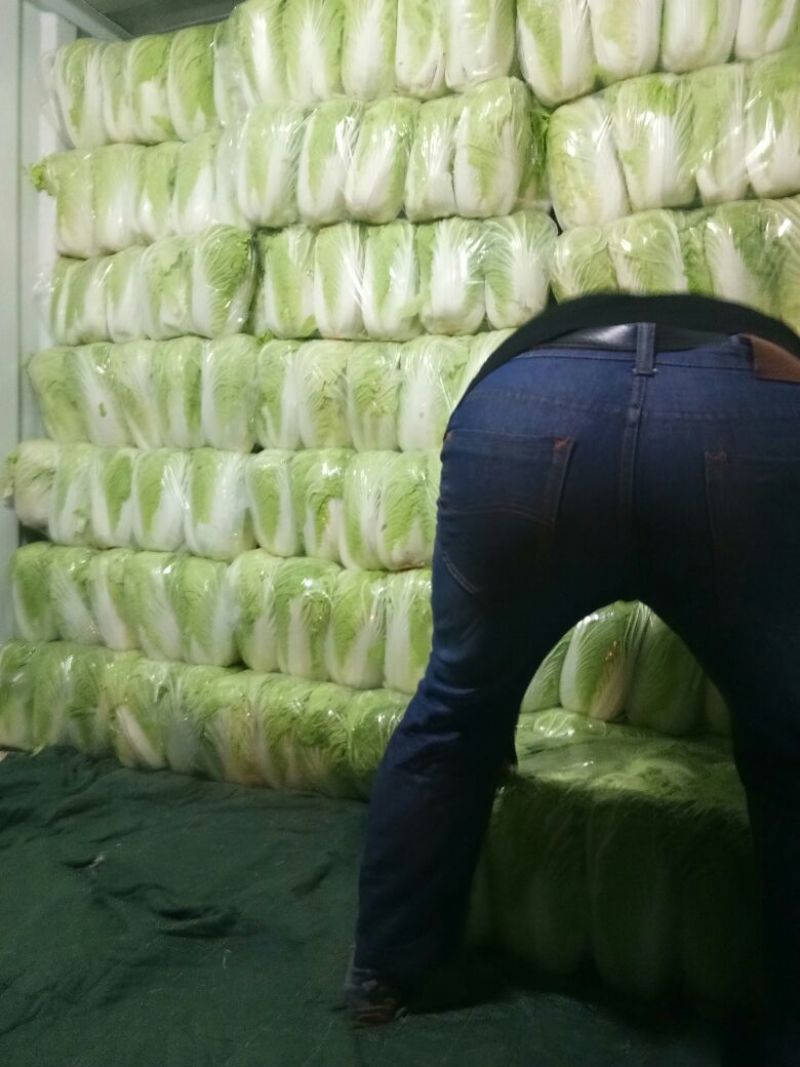 陕西，义和秋大白菜只做最好，4-6斤，精品包装大量货源