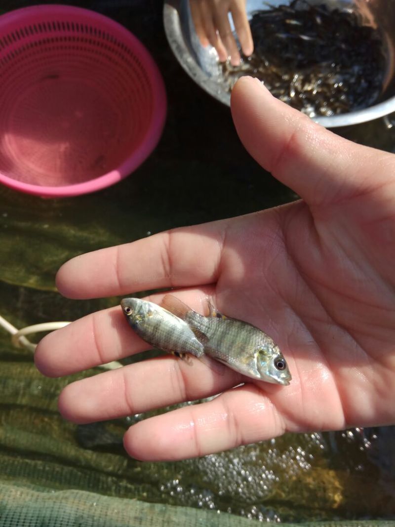 罗非鱼苗新吉福罗非尼罗罗非