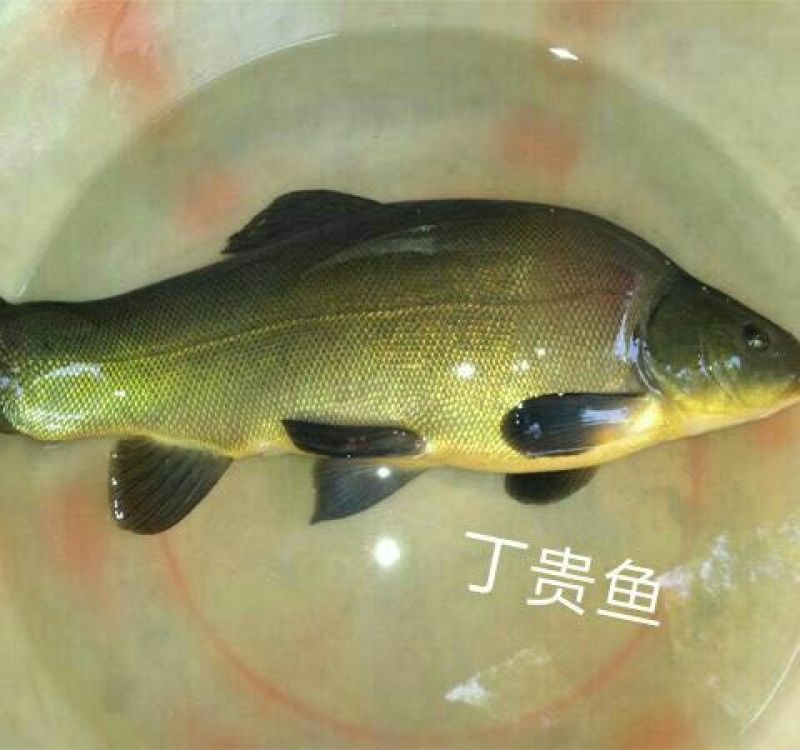 丁桂鱼苗优质鱼苗成率高