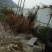 映山红树桩5~10cm