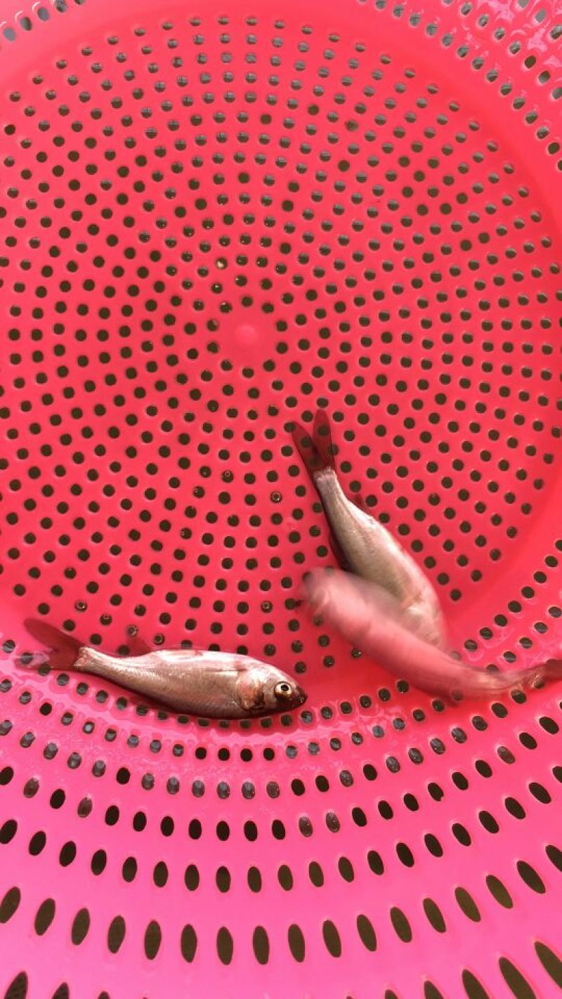 鳊鱼鱼苗白鲢鱼苗调节水质