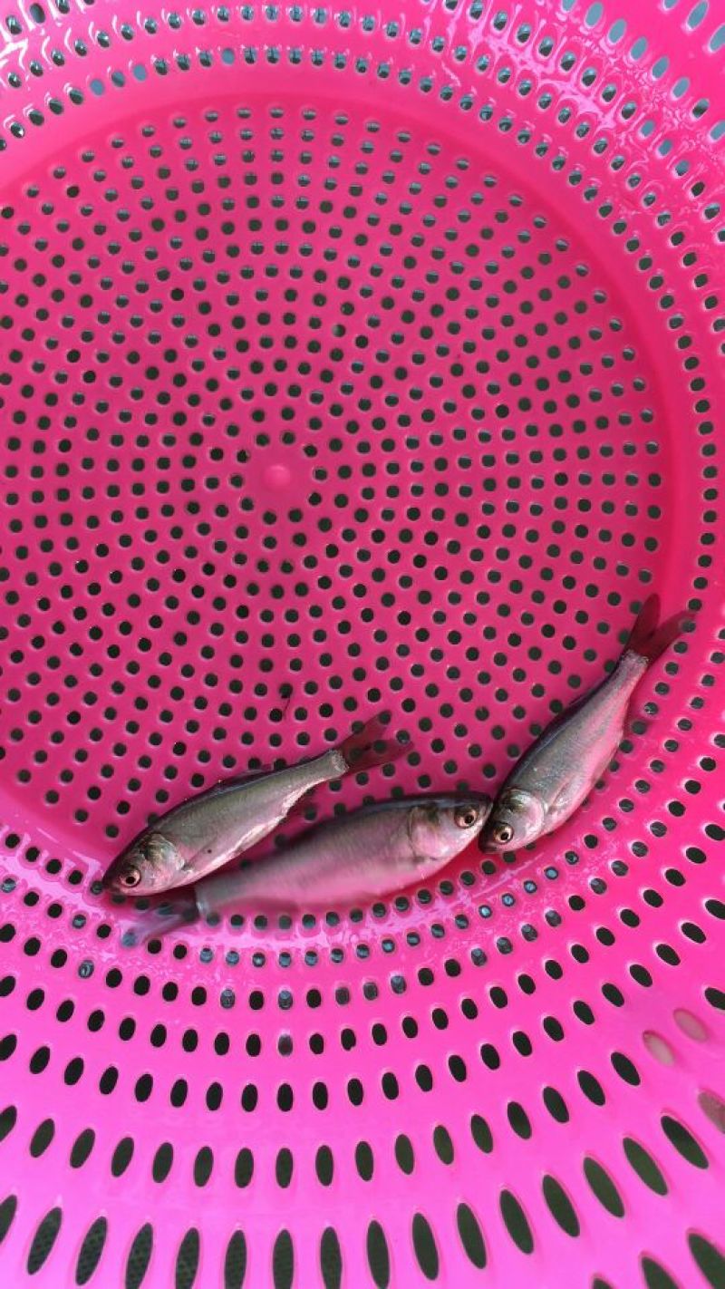 鳊鱼鱼苗白鲢鱼苗调节水质