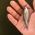 鳊鱼鱼苗白鲢鱼苗调节水质