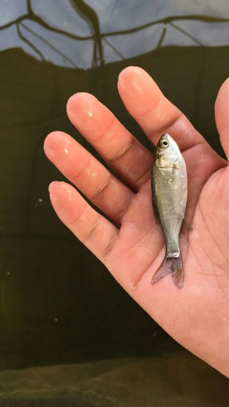 鳊鱼鱼苗白鲢鱼苗调节水质